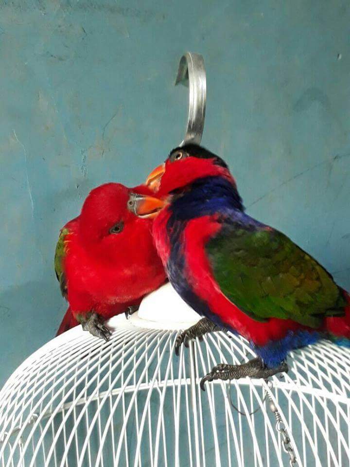 Unduh 78 Foto Gambar Burung Nuri Kepala Hitam Terbaik Free