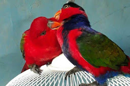 Rantai Burung Nuri Kepala Hitam