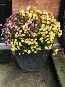 Old chrysanthemums in container by garden muses-not another Toronto gardening blog
