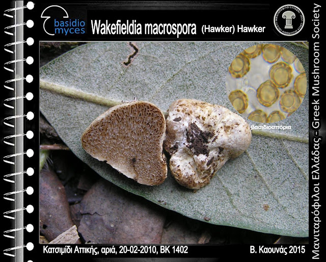 Wakefieldia macrospora (Hawker) Hawker