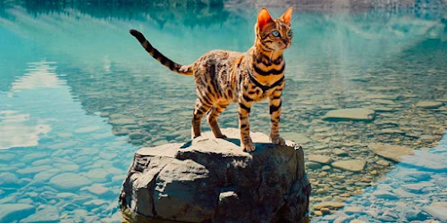 More Information and Pictures About Bengal Cat Breeds More Information and Pictures About Bengal Cat Breeds