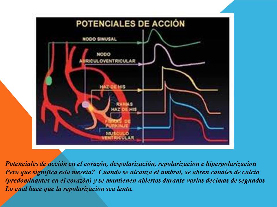 Fisiología del Sebas Potenciales de acción cardiacos Fisiología del Sebas Potenciales de acción cardiacos