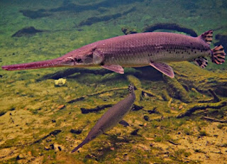 Jenis Ikan Aligator Longnose Gar
