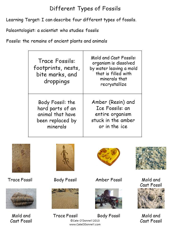 37 Bill Nye Fossils Worksheet - Worksheet Source 2021