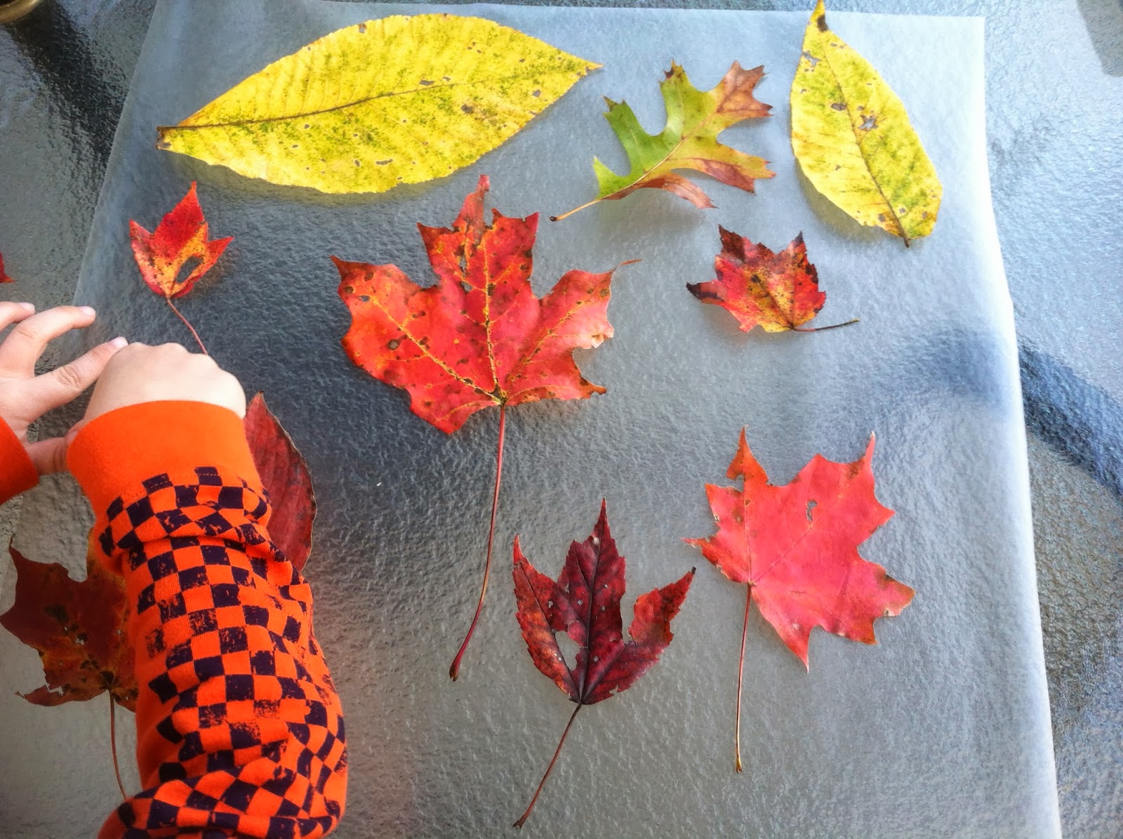 Easy Autumn Leaf Pressing: No Ironing Required!