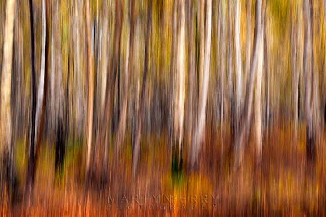 Artistic photograph of silver birch and red ferns in the Cambridgeshire Fens