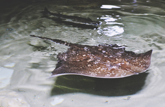 Brown spotted ray flat fish