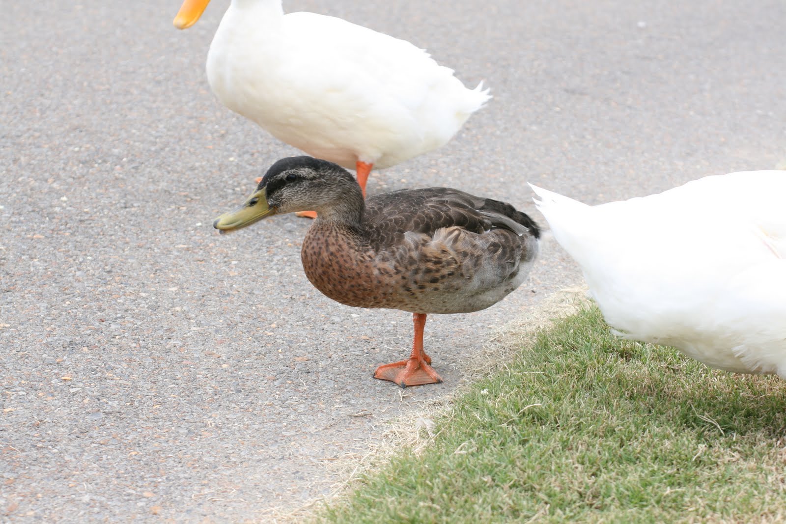 four and no more one legged duck