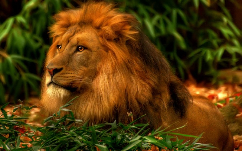 All About Animal Wildlife: King of Jungle Lion Wallpapers HD 2012