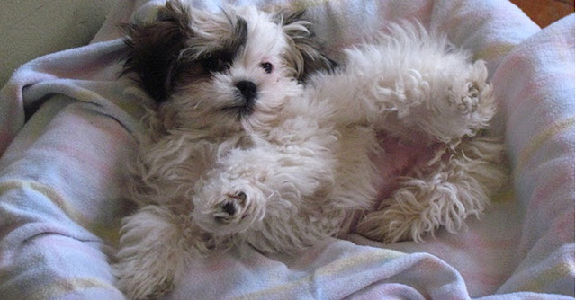 6 Motivos que faz o shih tzu se lambe e coça compulsivamente