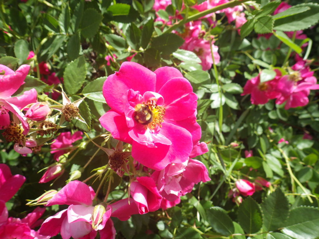 Victory Gardens for Bees Don't Sit on the Bees of Edmonton!
