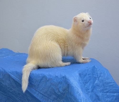 Erek Erek Musang 2d 3d 4d Arti Mimpi Dan Angka Mimpi Musang Erek Erek