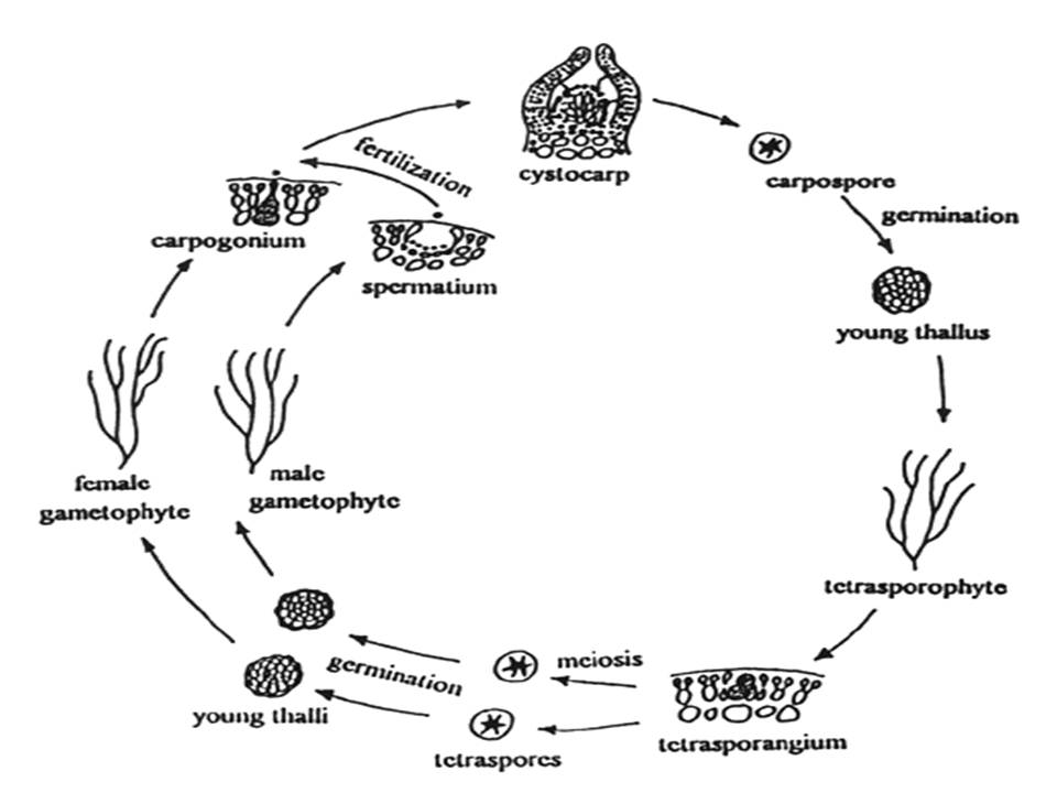 Схема красных водорослей. Вошерия жизненный цикл. Жизненный цикл вошерии схема. Vaucheria жизненный цикл. Batrachospermum жизненный цикл.