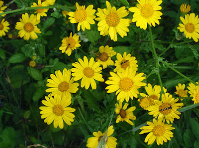 Ojo de los sembrados (Chrysanthemum segetum)border=