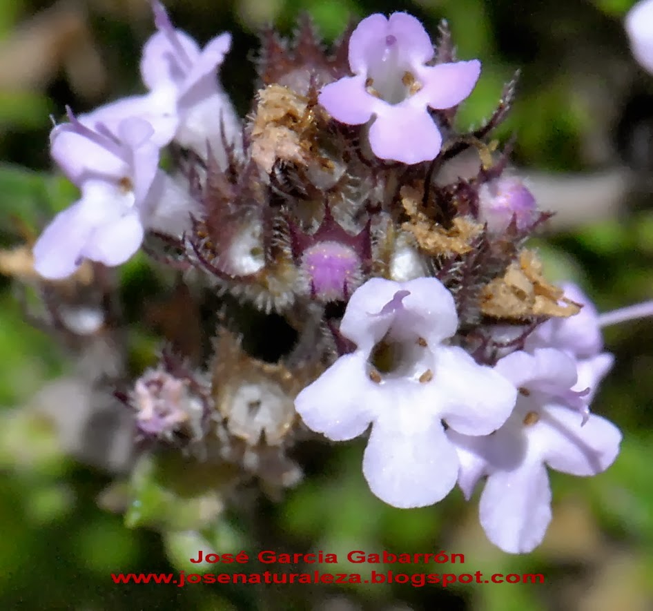 Naturaleza Viva Thymus vulgaris L. subsp. vulgaris Fam Lamiaceae