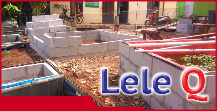 jual ikan lele bekasi