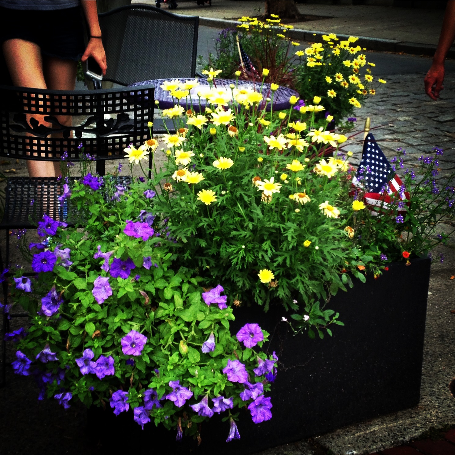Sprouts Summer Flowers in Salem, Massachusetts 2017