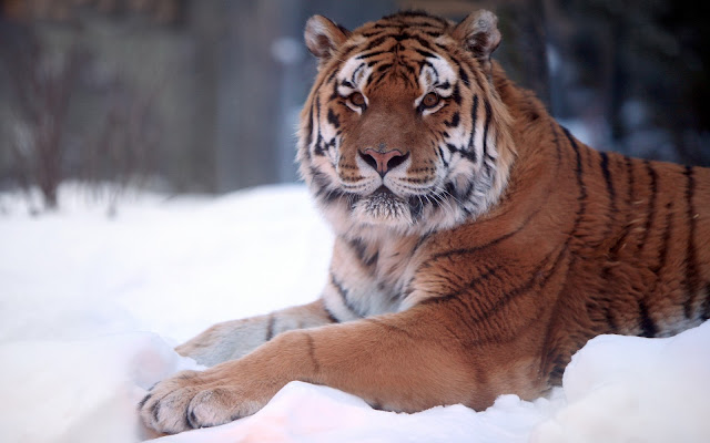 Photo of a tiger resting out in the snow in the winter