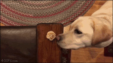 Funny animal gifs - part 257, funny gif, cute gif, best of animal gifs