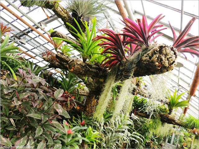 Tropical Rainforests en el Jardín Botánico de Montreal