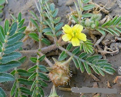 Quả và cây Tật lê (Tribulus Terrestris)