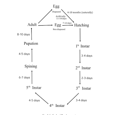 life cycle of the mulberry silkworm