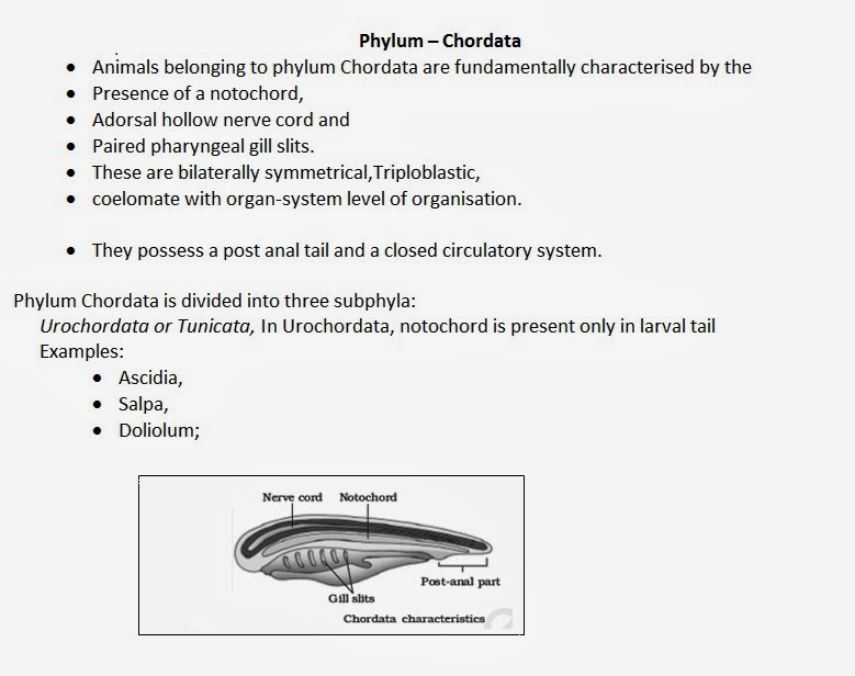 Amphioxus picture