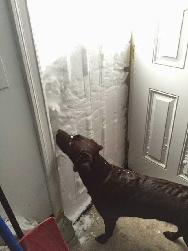Poor dog couldn't even go outside to play. - Unbelievable Photos From Upstate New York’s Freak Snowstorm. Poor dog couldn't even go outside to play. - Unbelievable Photos From Upstate New York’s Freak Snowstorm.
