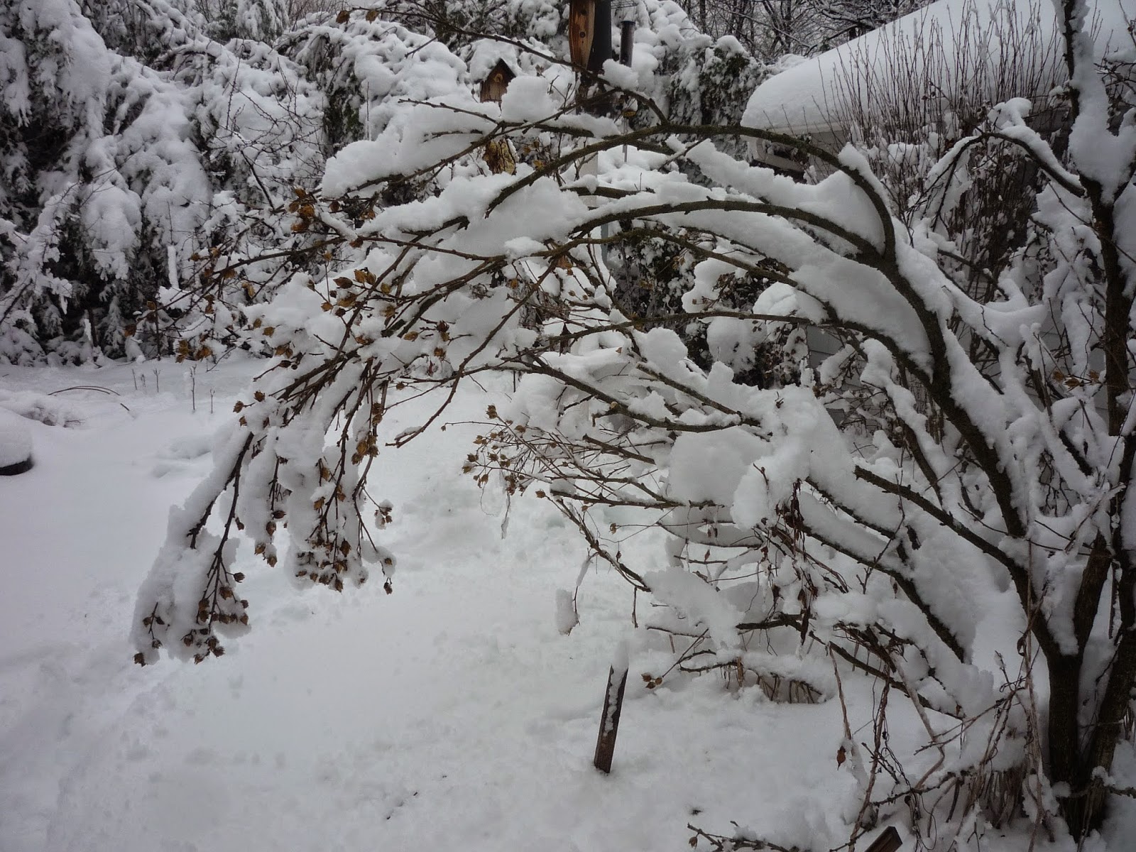 Weather in Vermont Dec 2014 Snowstorm South Burlington, Vermont Photos and commentary.