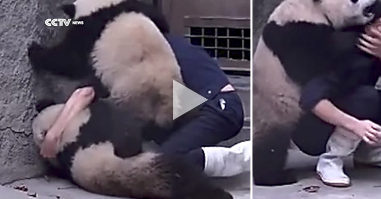 Cute baby Pandas won't take their medicine, they wrestle the zookeeper instead