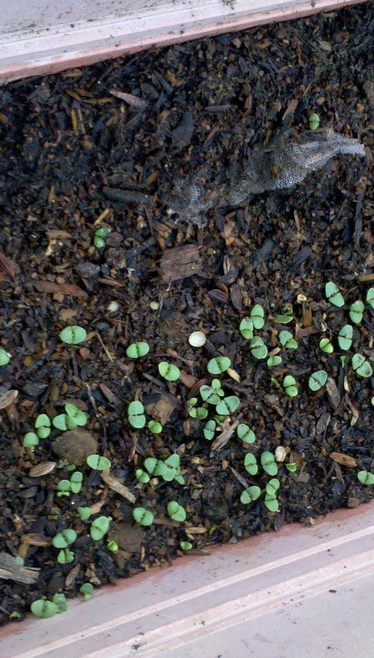 Jenn's Gardening Spot A Container Garden Journey...It's Seed GROW time