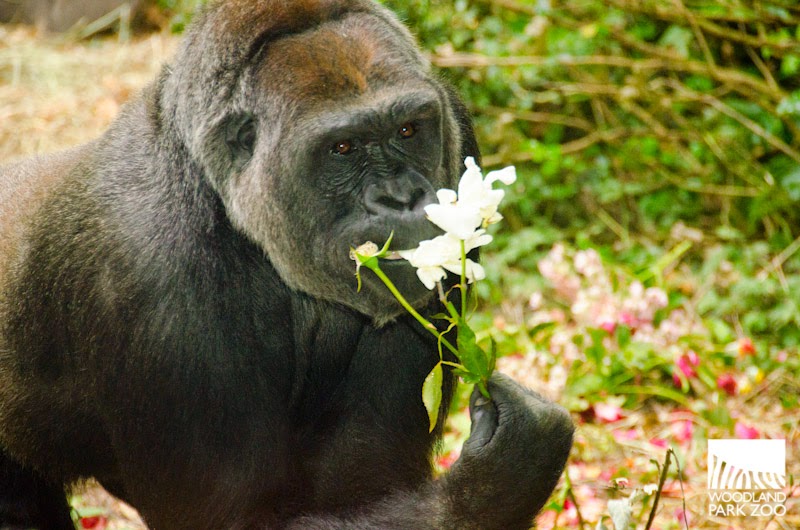 gorilla dating)