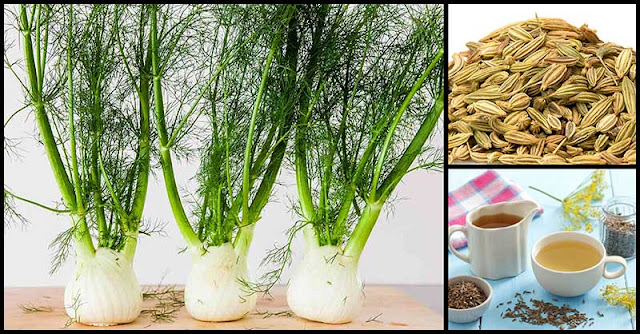 Fennel Tea For Digestive Problems Fennel Tea For Digestive Problems