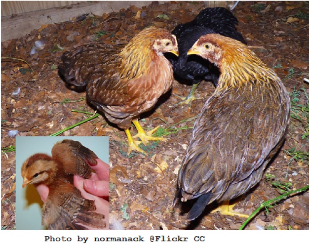 Chickens 12 of the Best Brown EggLayers Big Picture Agriculture