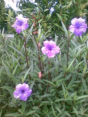 Jual pohon  Ruelia bunga  ungu  kebon kembang bogor