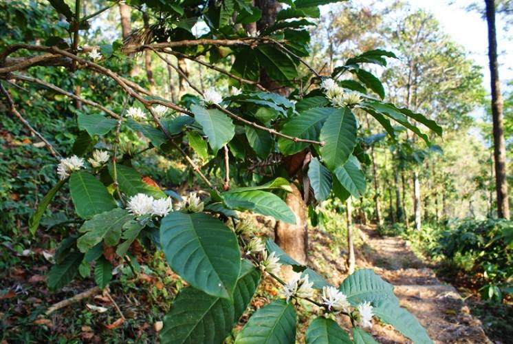Kerala Tourism Coffee Plantations in Kerala