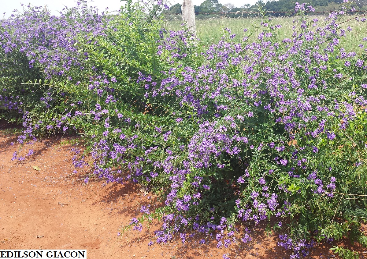 Viveiro Ciprest - Plantas Nativas e Exóticas: Duranta ou Violeteira Roxa (  Duranta repens )