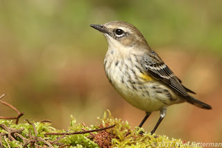 Yellow-rumped Warbler