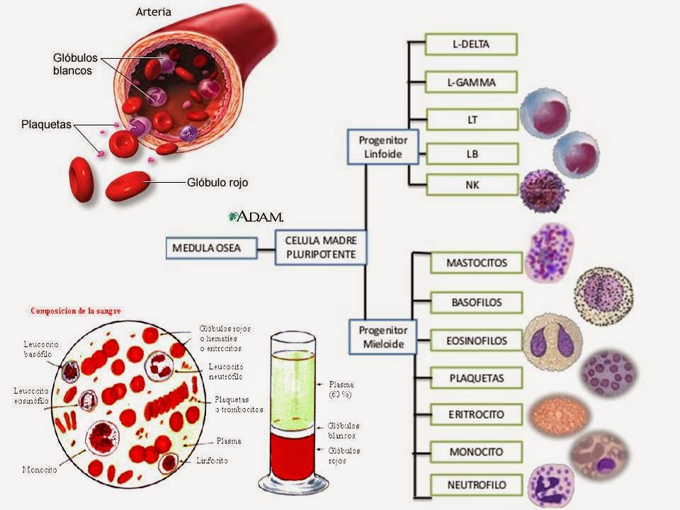 Composicion Sanguineo Y Hemoglobina | Blog De Fisiologia Medica