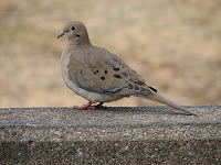 http://commons.wikimedia.org/wiki/File:Mourning_Dove_Image_002.jpg