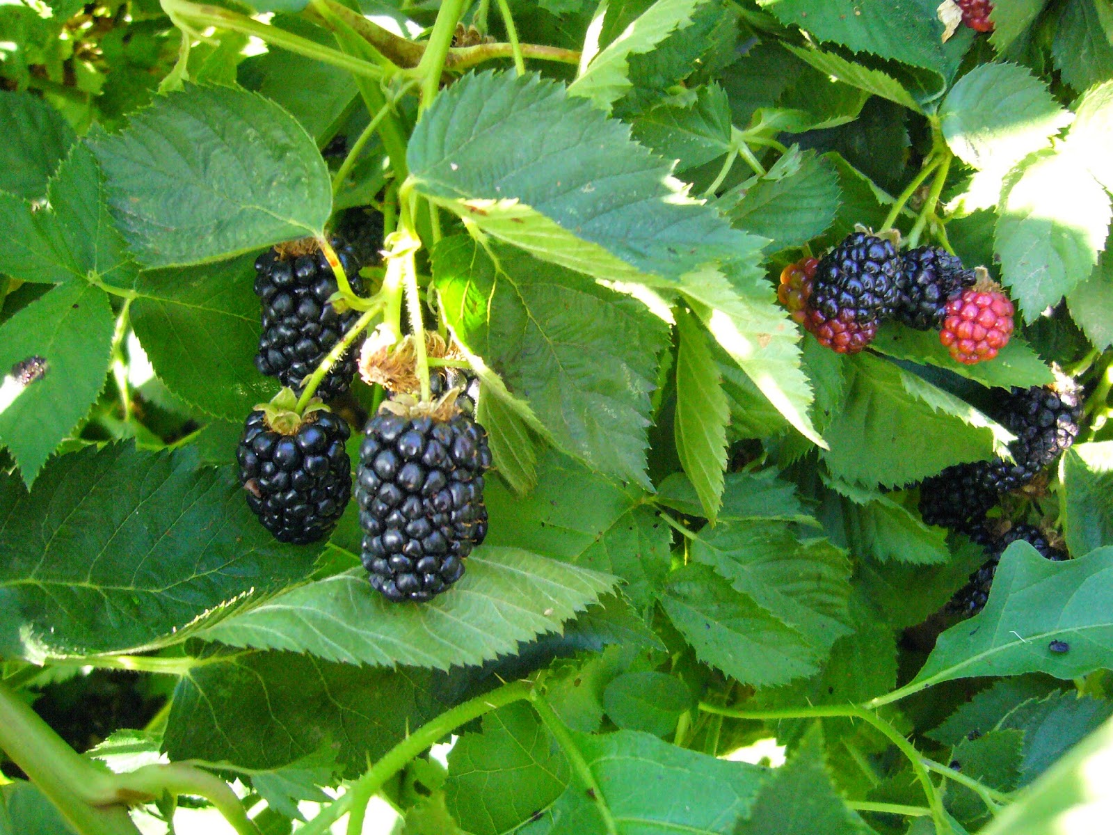 Ежевика Садовая сорт Арапахо