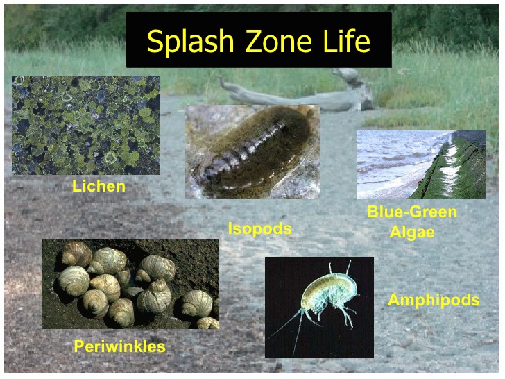 Intertidal Zone Animals List