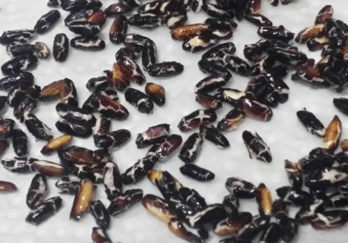 Receta de arroz salvaje negro reventado por el aceite caliente