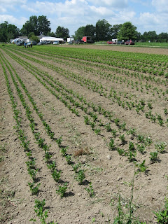 newly weeded rows newly weeded rows