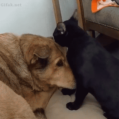 Funny animal gifs - part 225 (10 gifs) | Amazing Creatures