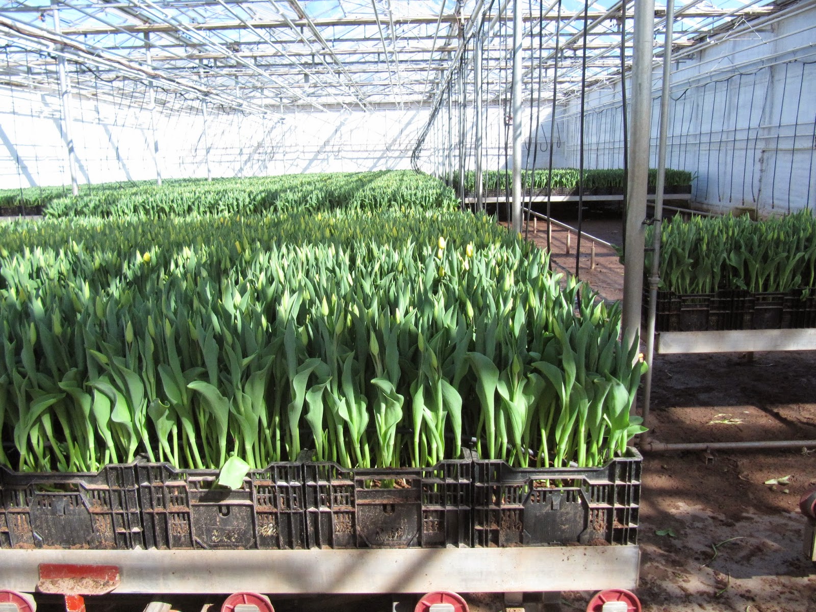 Garden Club of PEI Vanco Farms tulips