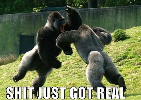 [Image: shit-just-got-real-gorillas.jpg]