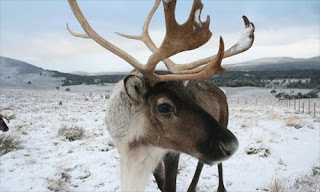 301 moved permanently thoughts and musings: 25 Days of Christmas: Day 5-Santa's Reindeer