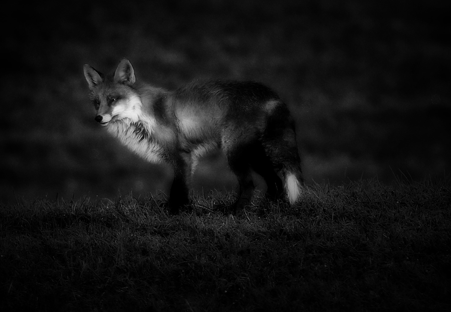 Mats Andersson I det första ljuset