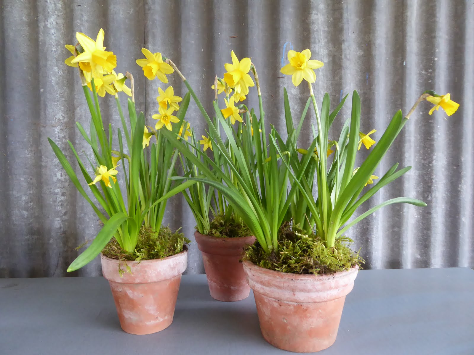 Spring gardenersworld pot daffodil tete polyanthus daffodils primula early article using make plants